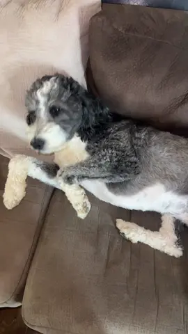 Vicious level 10/10! #foryou #dogs #dogsoftiktok #aussie #aussiedoodle 