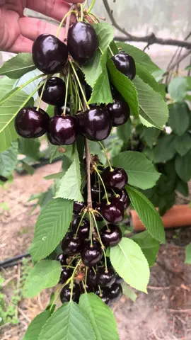 #เก็บเชอรี่สดๆ 