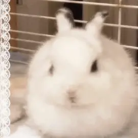 Imagine you’re mad at me and this is my reaction :  #viral #bunny #bunnies #rabbit #rabbits #bunnygifs #gifs #viraltiktok #goober #silly #happybunny 