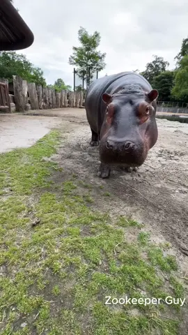 Enjoy zoo's fascinating animals #elephant #giraffe #safaripark #animallover #animalestiktok #zoo #panda #wildlife #copenhagenzoo #eating #pets #animalworld #closeupshot #safari #hippo #treats #bigmouth #animals #openwide #zookeeper