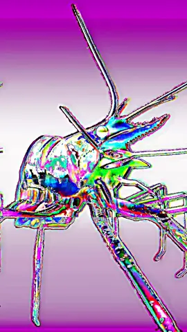 🦐
