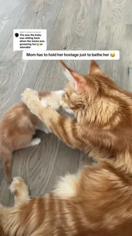 Replying to @emma ive never seen her use her paws this much until she had kittens lol #mainecoon #cat #catsoftiktok #cattok #catgrooming #kittentok #kittenlover #foryou #fyp 