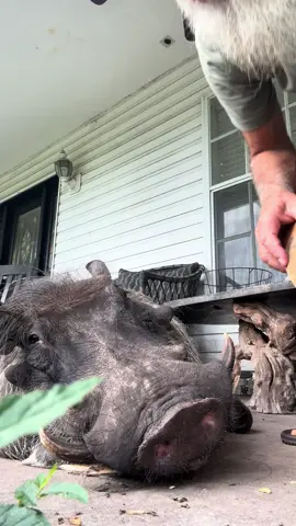 Such a gentle soul#tiktok #Love #musically #memes #follow #like #viral #trending #funny #music #video#Qcomedy #dance #cute #explorepage #wallacewahog #warthog #pets #animals #nature #Love #community #friends#rescueanimals#harmony#sanctuary#SafariLife#NatureVibes#WildlifePhotagraphy#AnimalKingdom#WildlifeWatch#SavannahSights#TikTokWildlife#AnimalRescue#rescueanimals#AnimalHeroes#SaveALife#AnimalWelfare#TikTokRescue#AnimalTherapy#TherapyAnimals#EmotionalSupportAnimal#PetTherapy#AnimalAssistedTherapy#TherapyPets#HealingWithAnimals#ComfortAnimals#AnimalLove#MentalHealthSupport#PetLove#Nonprofit#Charity#CommunityServive#SocialImpact#VolunteerWork#Humanitarian#Philanthropy#MakeADifference