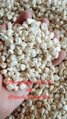 ngô nếp khô #nongsantaybac#chuquy#xuhuong 