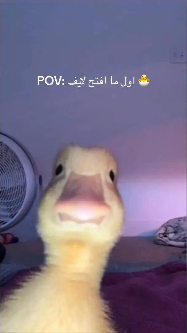 #explore #fypシ゚viral #يا_جدعان_١ 