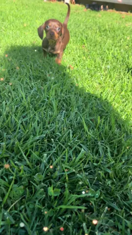 Geowing so fast 🐾🐾