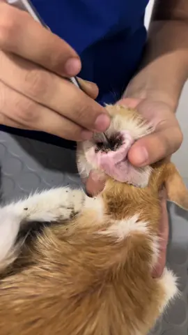 😭😭😭 #ohnonononoo #acarootodectes #gato #felinos #michis  #michistiktok 