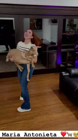 Aida con la cabra en la casa de westcol, IG:aidavictoria  #westcol #twitchwestcol #westcoltiktoker #colombia #mafer_rox #nocopy #Viral #fyp #parati #funny #music #aidavictoria #aidamerlano #cabra 