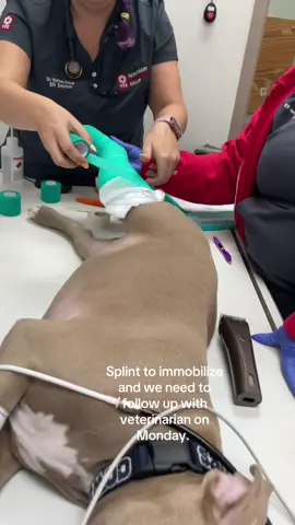 Not the way we planned on spending the night. #emergency #veterinarian #emergencyvet #akccaninegoodcitizen on hold #healsoon #dogsurgery #americanpitbullterrier #pittiesoftiktok #rescueddog #servicedog #atlas