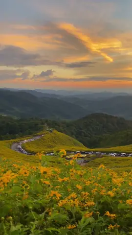 ทุ่งดอกบัวตองกับแสงเย็นมาดีมากๆ🌼อยากไปเที่ยวอีกแล้ว☺️ #ทุ่งดอกบัวตอง #ทุ่งบังตอง🌻🍁🍂แม่ฮ่องสอน #แม่ฮ่องสอน #ฮีลใจ #แสงยามเย็น #ดอกบัวตอง #ท้องฟ้า #ภูเขา #ธรรมชาติสวยงามเสมอ 