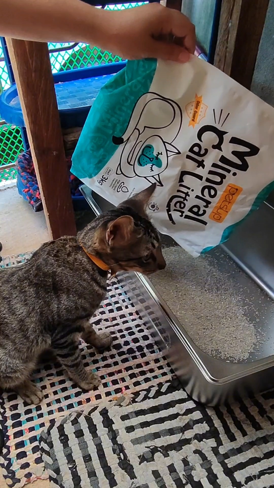 New litter box pero same parin ang litter sand 😁 #catlitter #mineralcatlitter #catlife #cats 