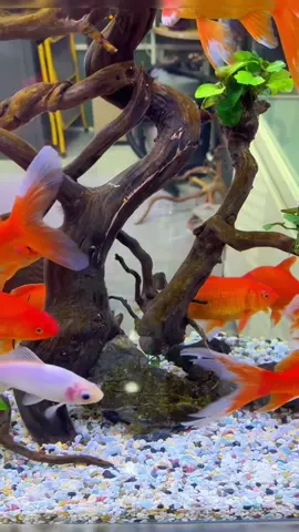 Decorative small colored stones #aquaria #fish #fishtank #stone #like #philippines 
