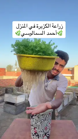 زراعة الكزبرة في المنزل #أحمد_السمالوسي 🌿🥰hydroponic cilantro coriander 