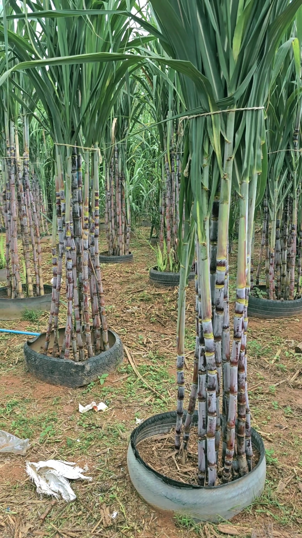 ปลูกอ้อยคั้นน้ำ#บ่าวแมนวิถีเกษตร 