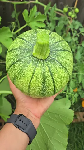 I had to cut it, didn't want to😩 #pumpkin #pumpkinseason #growingpumpkins #homegrownpumpkin #backyardgarden #vegigarden #backyardvibes #homegrownfood #backyard #diytrellis #trellis 