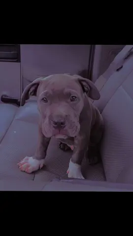 #creatorsearchinsights #dogsoftiktok #pittiesoftiktok #pitbullsoftiktok #pitbull #dog #roadto10k #roadto10k #likefollow #goodmorning #teamworkmakesthedreamwork #tiktoker #teamwork #soclose #tiktok #dogsoftiktok #pittymom #dogmomlife #dogmom 