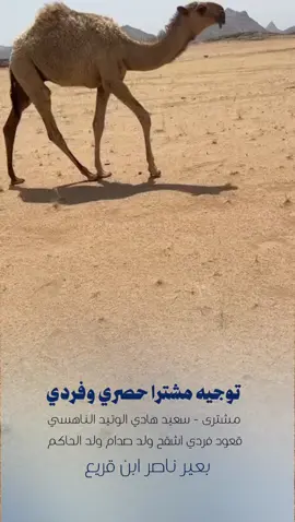 حصري#مشترى_النوادر #مشترى #نوادر_الابل #نوادر #البل #فردي #توجيه #قطر #الزلفي #القصيم 