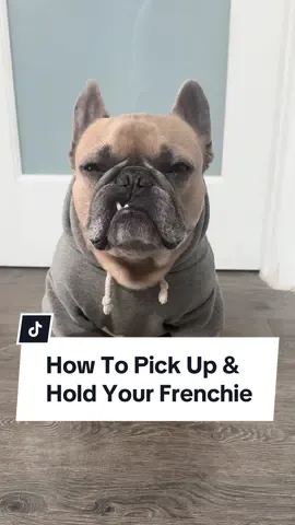 They still think they’re the toughest dogs on the planet… #dogs #dogparents #tutorial #frenchbulldog #safety 