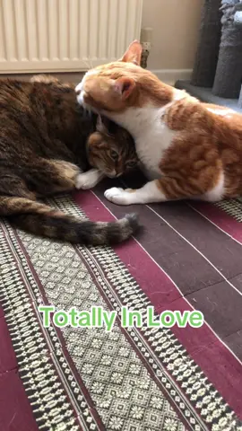 We’ve never known a love story like it. Alfie & Bobo. Different ages, both disabled and from different parts of the world. They just adore each other. 🥰😻💕 #caturday #Love #lovestory #happycat #justthetwoofus #disabledcats #tripawd #seniorcat #arabianmau #greekcat #adoptdontshop #thegoodelifeuk #microsanctuary