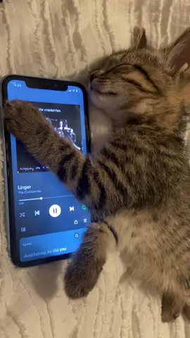Rory’s playlist pt. 16 @thecranberriesmusic #thecranberries #musica #cattok #catsoftiktok #foryou 