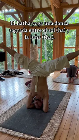 Hatha yoga nos da el equilibrio, la purificacion, el fortalecimiento y la flexibilizacion de nuestro cuerpo. Hagamos hatha yoga!! #hatha #yoga #asana #posturas 