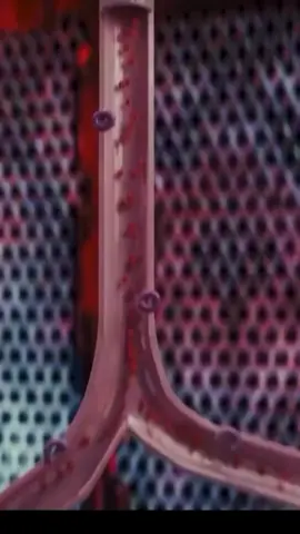 COMO A INSULINA FUNCIONA ⭐ Liberação de Insulina: Quando os níveis de açúcar no sangue aumentam, tipicamente após comer, o pâncreas detecta esse aumento e libera insulina na corrente sanguínea. ⭐ Ligação aos Receptores: A insulina viaja pelo sangue e se liga aos receptores de insulina na superfície de muitos tipos de células, incluindo aquelas nos tecidos musculares, adiposos e hepáticos. ⭐ Ativação dos Transportadores de Glicose: Após a ligação da insulina, as células ativam ou aumentam o número de proteínas transportadoras de glicose em sua superfície. Nas células musculares e adiposas, o principal transportador é conhecido como GLUT4. ⭐ Captação de Glicose: Esses transportadores permitem que a glicose entre na célula. Na ausência de insulina, esses transportadores estão presentes em menor número na superfície celular, reduzindo a captação de glicose. ⭐ Utilização e Armazenamento de Glicose: Uma vez dentro da célula, a glicose é usada como combustível para energia ou armazenada para uso futuro. Nas células musculares e hepáticas, é frequentemente armazenada como glicogênio. Nas células adiposas, a glicose pode ser usada para formar gorduras. ⭐ Regulação dos Níveis de Açúcar no Sangue: Facilitando a entrada de glicose nas células, a insulina ajuda a reduzir o nível de açúcar na corrente sanguínea, trazendo-o de volta a uma faixa normal. ⭐ Mecanismo de Feedback: À medida que os níveis de açúcar no sangue se normalizam, a liberação de insulina pelo pâncreas diminui, prevenindo a hipoglicemia (níveis anormalmente baixos de açúcar no sangue). ⭐ Resistência à Insulina: Em algumas condições, como o diabetes tipo 2, as células se tornam menos responsivas à insulina, conhecido como resistência à insulina. Isso leva a uma diminuição na captação de glicose pelas células e a níveis mais altos de açúcar no sangue. Agora, inscreva-se no curso de quiropraxia no Grupo Corporal PoderdasMãos pelo WhatsApp: 62-99688-2516. 📞💬