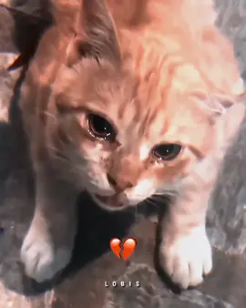 💔😢 #sad#triste#cat#gato#tristeza#fome#viralvideo#fyyyyyyyyyyyyyyyy 