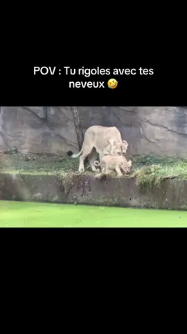 🤣Vous aussi vous faites n’importe quoi avec vos neveux ? 🤣 