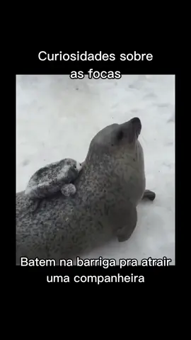 #animais #animals #animaisfofos #foca #fofo #cuteanimals #cute 