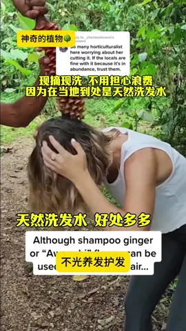 过敏大救星来了！天然洗发水红球姜，这个植物太神奇了！#红球姜姜#Shampoo ginger 这个一捏就出很多汁叶的叫做红球姜， 它跟我们平时吃的生姜是亲戚， 主要分布在云南、海南、夏威夷等热带地。 这个红色像松塔一样的是它的花絮， 一层一层的是它的苞片，里面满满液汁就是天然的洗发水了！欧美人喜欢用它的汁液来洗头发，好处可真的太多了，不光养发护发还能防掉发！他们称它为生姜洗发水！英文叫Shampoo ginger, 它的花絮刚长出来的时候是绿色的，慢慢的会变成红色的，苞片会分泌出很多粘液，下雨后会积水，粘液和雨水的混合一起产生更多的液体！ 这些液体粘液的质感是黏黏滑滑的，闻起来会有一股清新的姜味。将采集来的汁液过滤后，你将得到一款纯天然的生姜洗发水。 如果把它的根挖出来还能得一些生姜根 有些地方称之为山姜或狗姜，有很好的药用价值哦