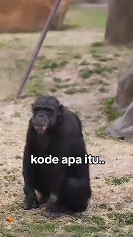 #funnysimpanze #funnymonkey 