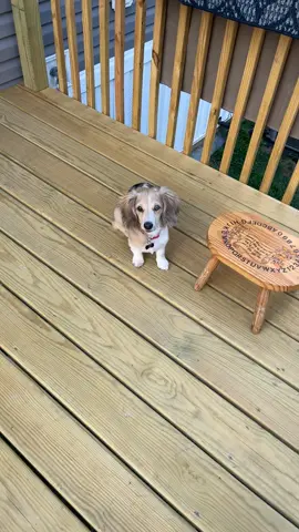 He loves to swim, but doesnt like to be wet after. #bubba #Ari #Arilee #puppy #puppylove #dachshundsoftiktok #tiktok #roadto10k #followme 