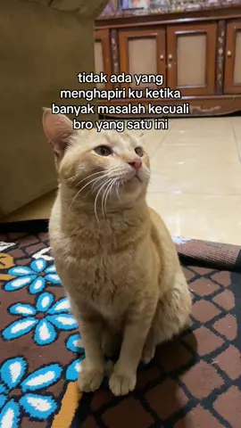 arigatou oyenn, come with me✨ #kucingtiktok #kucing #fyp #kucinglucu #kucingoyen 