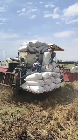 KOMBI SAWAH BIMO 110 PLUS MUAT BANYAK eps 89 #kombisawah #kombisawah2024 #maxxibimo #kombibimo2024 #harvestermachine #combineharvester #combinemachine #maxxibimocombine #fyp #foryou #foryoupage 
