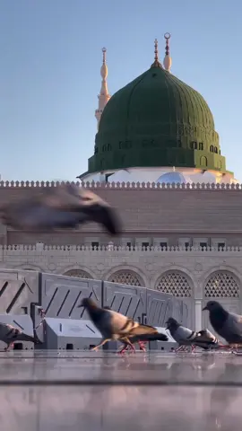 #اللهم_صل_وسلم_على_نبينا_محمد #صلى_الله_عليه_وسلم #ان_الله_وملائكته_يصلون_على_النبي_ #اللهم_صل_على_محمد_وآل_محمد #المدينة #المدينة_المنورة #المسجد_النبوي 