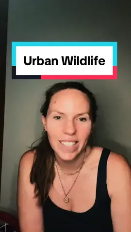 Urban Wildlife has been a big surprise since moving north. 🦌 🐇 🦃 🦨   *wait until then end for video evidence. 