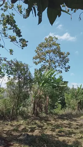 vidio mentahan alam #alam #nature #potographer 