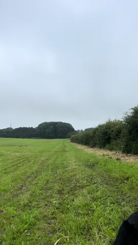 Getting Willis and Gunner to pick up as a team #teamworkmakesthedreamwork #labradorretriever #blacklab #chocolatelab #foxredlab #yellowlab #blacklabsquad #training #teampureflax #gundogtrainer  #slingleygundogs #pickingupteam  #instavideo