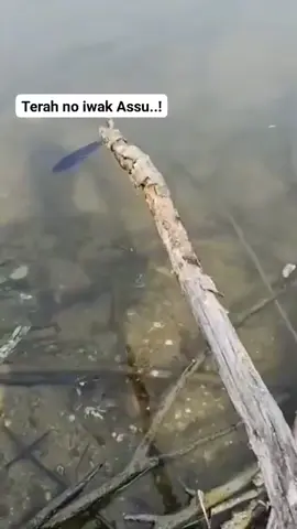 #pov #mancing #story #ngakak  pov: mancing iwak e ra gelem mangan
