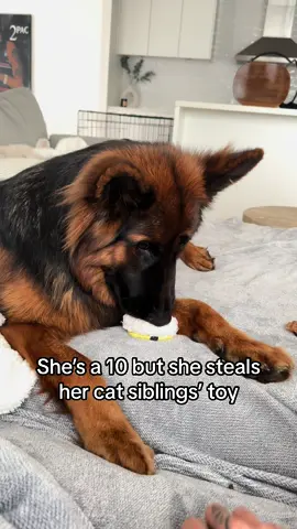 She stole it fair and square. #funnydog #dogsoftiktok #doglover #germanshepherd #puppylife 