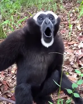 #hewan #duniahewan #animal #animals #monkey #monkeysoftiktok #funny #loughing #tamansafari #tamansafariindonesia 