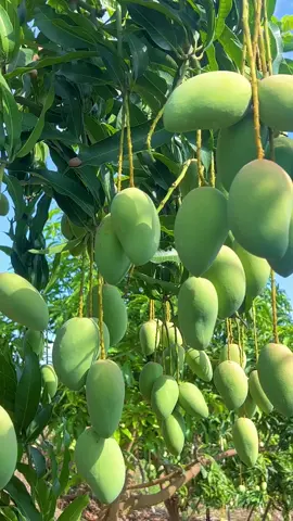 Panen mangga super renyah manis #buah #mangga 