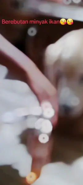 Minyak ikan favorit anabulku🥰😍😘😘#fypシ゚viral #goldenretriever #kucingkampung #doglovers #catlover  