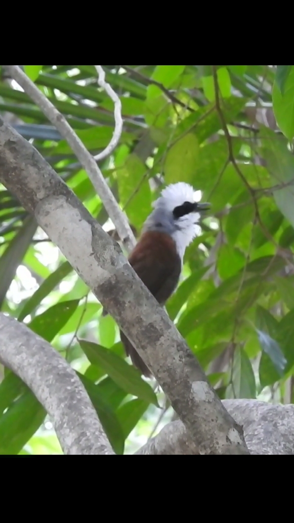 Poksay Jambul Putih ➡️ White Crested Laughingthrush #burung #bird #kicau #kicaumania #foryou #foryoupage #fyp 