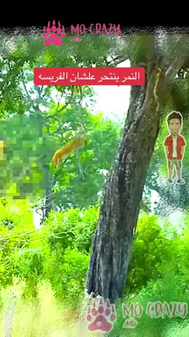 النمر ينتحر علشان الفريسه #حيوانات #حيونات #حيوانات_مفترسه #الحيوانات_البرية 