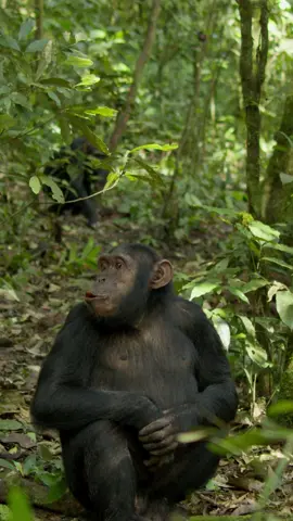 Happy #WorldChimpanzeeDay! Through the years we have conserved Uganda’s chimpanzees, and given visitors the rare treat of observing them in their natural habitat. Today we raise our pan-hoot in their celebration; one of Earth’s most iconic species! #ConservingForGenerations