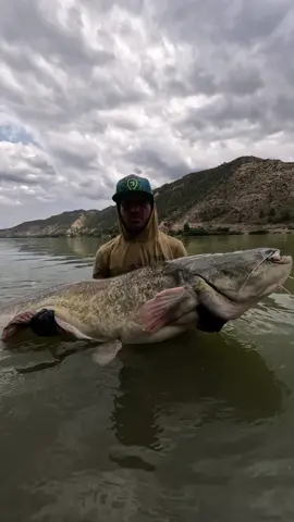 #fishing #pesca #wedkarstwo #catfish #siluro #sum #monsterfish #predatorfish #rivergishing #spinfishing #deporte #sports 