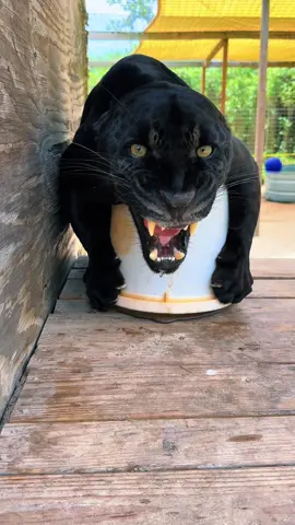 “MY Bucket!”  This is a natural behavior known as “resource guarding”, Gemini has claimed this bucket as her new toy and is NOT willing to share 🪣 This video is a clear demonstration of how truly wild these animals are 🐆 #NOTpets #jaguar #jag #blackjaguar #blackpanther  #gemini #wow #scary #jumpscare #bigcat #bigcats #cat #cats #animal #animals #Love #amazing #wow #fl #florida 