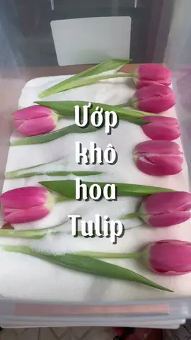 Được mẻ khô Tulip 🌷 #khốitranhhoa3d #tranhhoakho3d #denhoacuoi #epoxyresin #khoitranhhoakho #tulip 