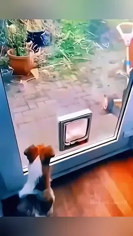 The end  😂😂 #pet #cat #dog #cute #animals #foryou #typ 
